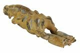 Fossil Mud Lobster (Thalassina) - Australia #96308-3